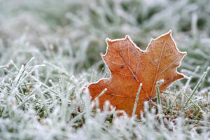 Autom orange leaf on the grass land