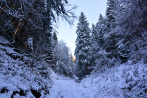 Forest full of snow